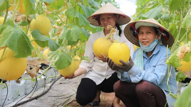 Kết nối tiêu thụ nông sản an toàn cho huyện Ứng Hòa