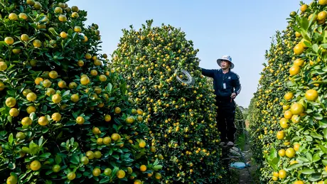 Bưởi đỏ, quất cảnh 'cháy hàng', tăng giá đột biến