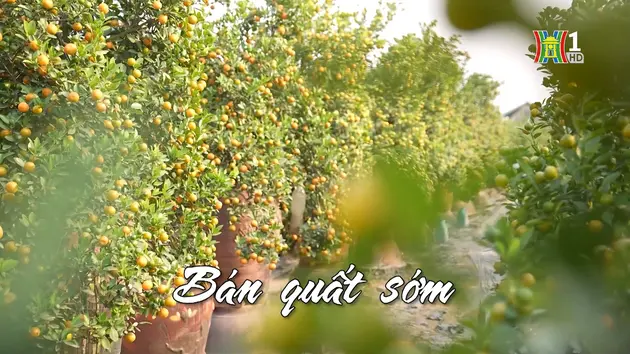 Bán quất sớm | Nhịp sống Hà Nội | 29/12/2024