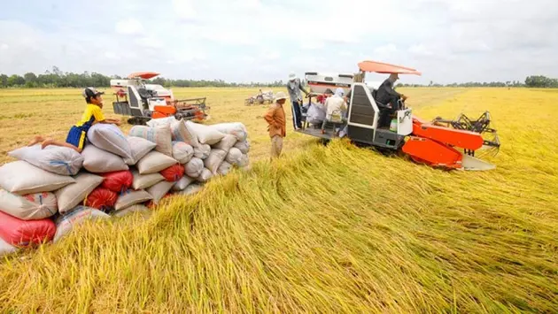 Giá lúa gạo giảm mạnh