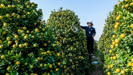 Giá quất Tết tăng