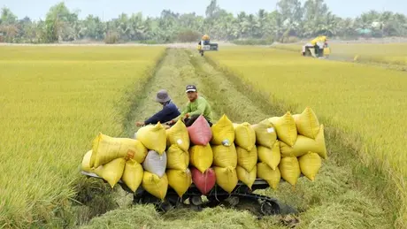 Doanh nghiêp không báo cáo tồn kho gạo bị thu giấy phép