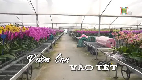 Vườn lan vào Tết | Nhịp sống Hà Nội | 08/01/2025