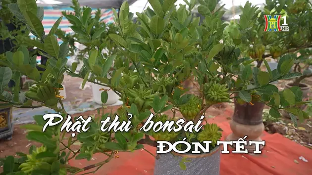 Phật thủ bonsai đón Tết | Nhịp sống Hà Nội | 14/01/2025