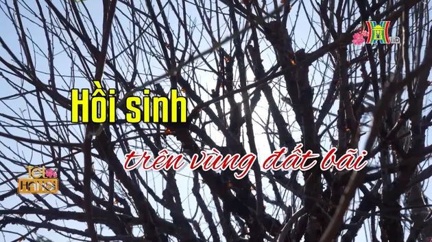 Hồi sinh trên vùng đất bãi | Người Hà Nội | 29/01/2025