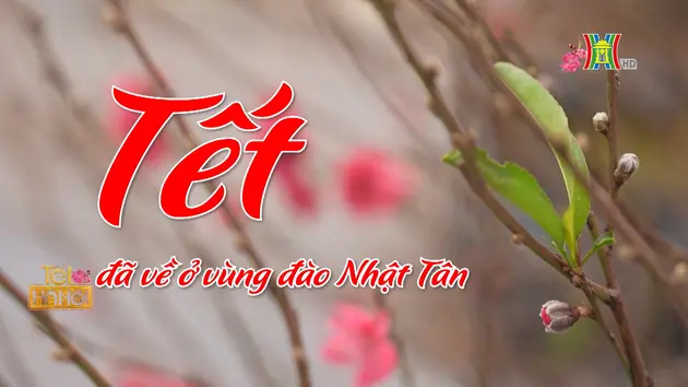 Tết đã về ở vùng đào Nhật Tân | Vấn đề kinh tế | 29/01/2025