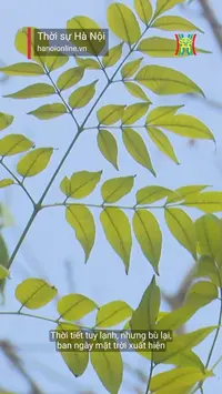 Đài Hà Nội