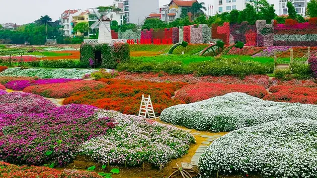 Sắc xuân trên cánh đồng hoa