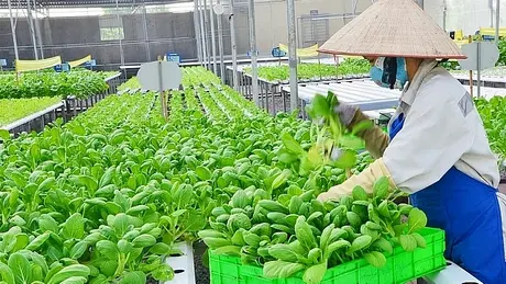 Sản xuất an toàn để nâng cao giá trị nông sản | Nông nghiệp Nông thôn | 06/03/2025