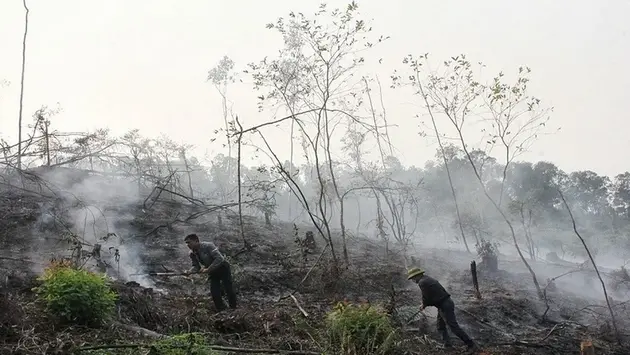 Cháy rừng ở Quảng Ninh gây thiệt hại lớn