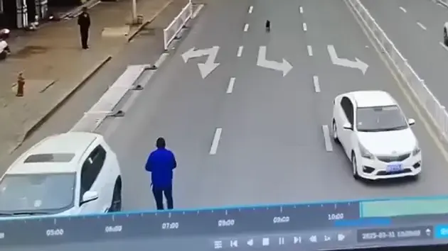 Chú chó 'cướp lái' ô tô đâm vào rào chắn