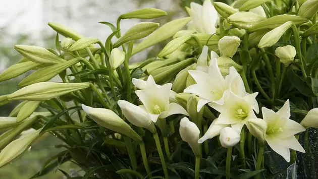 Mùa hoa Loa kèn ở Hà Nội