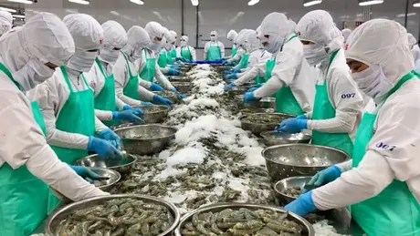 Xuất khẩu tôm tăng mạnh