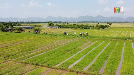 Phát triển nông nghiệp Thủ đô theo hướng sinh thái, bền vững | Tọa đàm | 02/05/2025