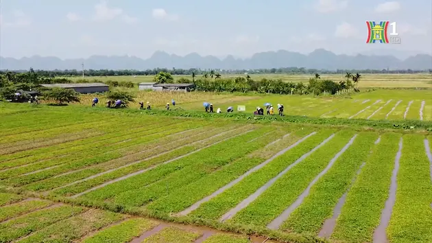 Phát triển nông nghiệp Thủ đô theo hướng sinh thái, bền vững | Tọa đàm | 02/05/2025