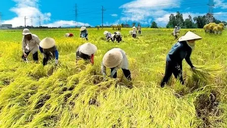 Sẵn sàng vốn cho đề án trồng lúa chất lượng cao