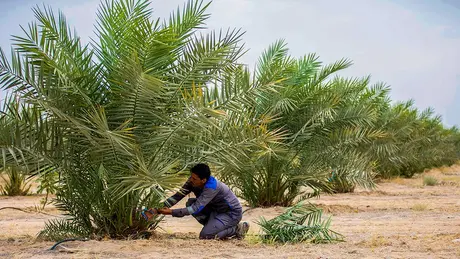Nỗ lực đổi mới giúp Iraq bội thu cây chà là