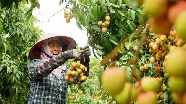Chỉ dẫn địa lý - công cụ nâng cao giá trị nông sản Việt