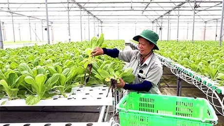 Việt Nam sản xuất hơn 120 loại rau có nguồn gốc nhiệt đới