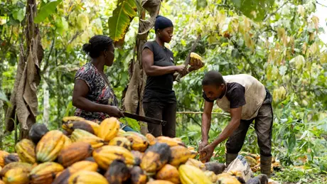 Giá cacao tăng cao, người Nigeria bỏ phố về quê làm nông