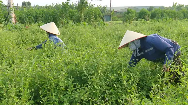 Mô hình sản xuất xanh, giúp làm sạch môi trường | Chuyển đổi xanh | 17/05/2025