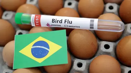 Brazil ban bố tình trạng khẩn cấp do cúm gia cầm