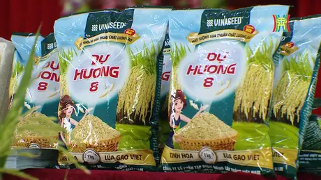 Lúa Dự Hương 8: Vụ mùa vàng trên đồng đất Hà Nội