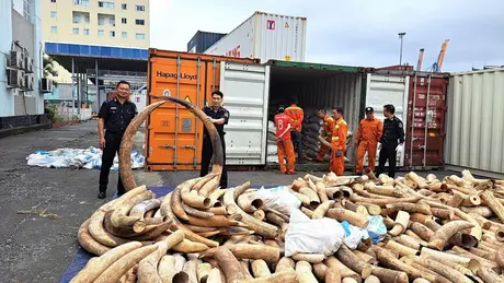 Hải quan mở đợt tấn công tội phạm buôn lậu, hàng giả