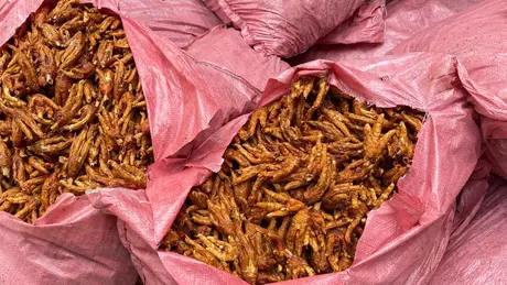 Thu giữ 1.500 kg chân gà nguồn gốc 'lạ' ở Lạng Sơn