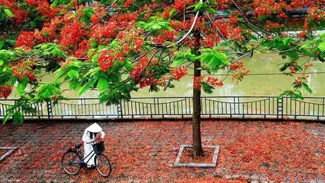Tháng Năm - bản giao hưởng của nắng