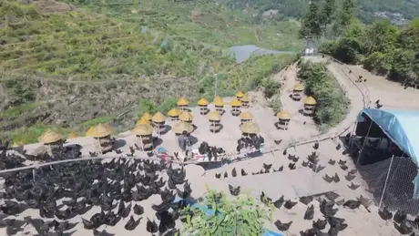 Mô hình cho gà ăn tự động 'tàu lượn siêu tốc'