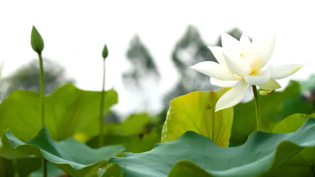 Nơi sen trắng thì thầm | Hà Nội đến để yêu | 24/05/2025
