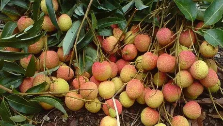 Kết nối vùng miền, đưa quả ngọt về Thủ đô