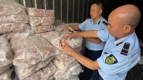 Thu giữ hơn 1,5 tấn chân gà đông lạnh tại Lào Cai