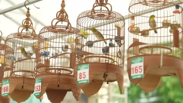 Tiếng Vành khuyên gọi về Thủ đô | Hà Nội đến để yêu | 29/05/2025