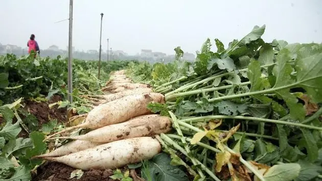Đài Hà Nội