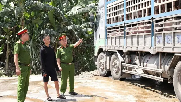 Phát hiện xe chở 180 con lợn mắc dịch tả châu Phi