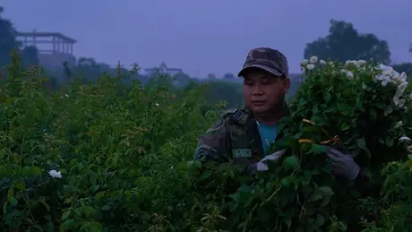 Hoa hồng về phố | Hà Nội đến để yêu | 02/06/2025