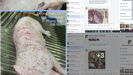 Sự thật về hình ảnh lợn nhiễm bệnh trên mạng xã hội