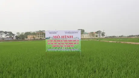 Phương pháp canh tác lúa mới giúp giảm chi phí