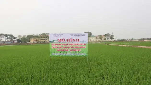 Phương pháp canh tác lúa mới giúp giảm chi phí