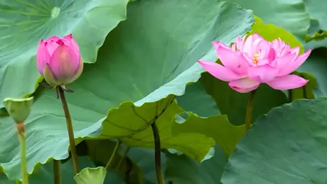 Hồ Tây ngát hương mùa sen tháng 6 | Hà Nội đến để yêu | 08/06/2025