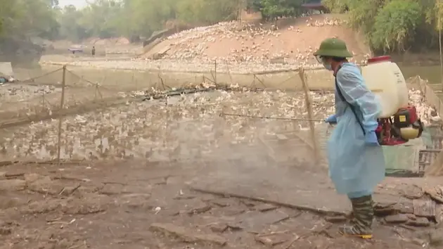 Nghị định mới hỗ trợ thiệt hại do dịch bệnh động vật