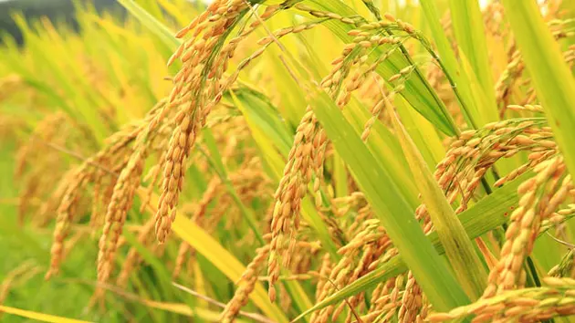 Hiệu quả từ mô hình canh tác lúa SRI hữu cơ