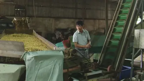 Hơn 16.000 người cao tuổi Hà Nội làm kinh tế giỏi