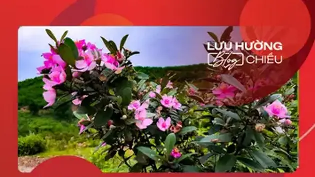 Thương nhớ những mùa sim