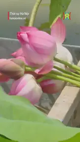 Sen An Phú - hương sắc đồng quê giữa ngoại thành