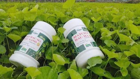Trà thảo dược OCOP | Mỗi xã một sản phẩm | 16/06/2025