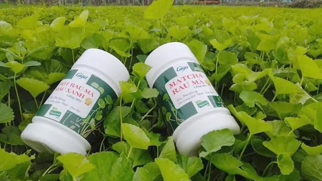 Trà thảo dược OCOP | Mỗi xã một sản phẩm | 16/06/2025