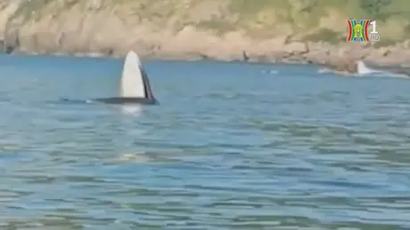 Cá voi bất ngờ trở lại vùng biển Phú Yên